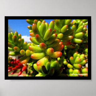 Poster Plante grasse Jelly Bean