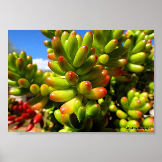 Poster Plante grasse Jelly Bean (Devant)