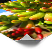 Poster Plante grasse Jelly Bean (Coin)