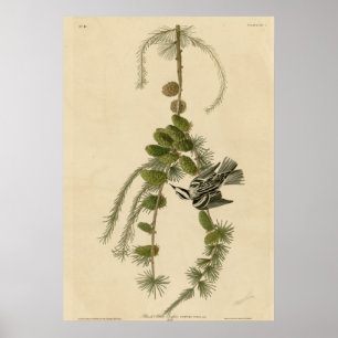 Poster Plante grimpante noire et blanche