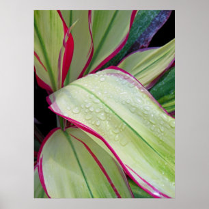 Poster Plante Hawaïen Ti