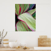 Poster Plante Hawaïen Ti (Cuisine)