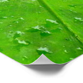 Poster Plante Hawaiian Ginger (Coin)