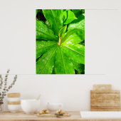Poster Plante Hawaiian Ginger (Cuisine)