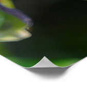 Poster Plante Ixora (Coin)