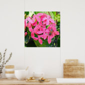 Poster Plante Ixora (Cuisine)