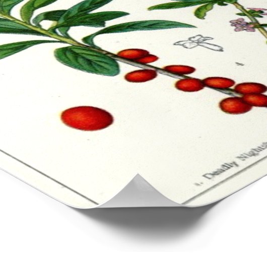 Poster Plante malheureux (Coin)