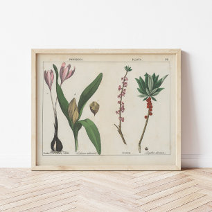 Poster Plante malheureux Charlotte Mary Yonge