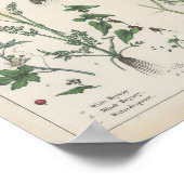 Poster Plante malheureux | Charlotte Mary Yonge (Coin)