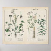 Poster Plante malheureux | Charlotte Mary Yonge (Devant)