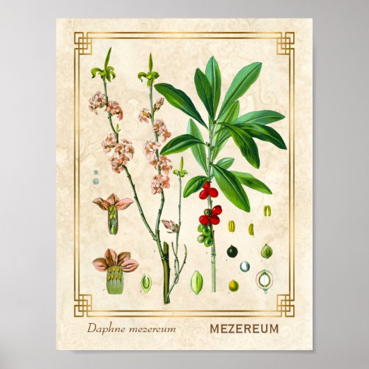 Poster Plante médicinal vintage Février Daphne Botanique (Devant)