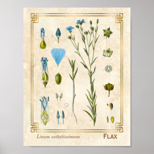 Poster Plante médicinal vintage Flax Linseed Botanique