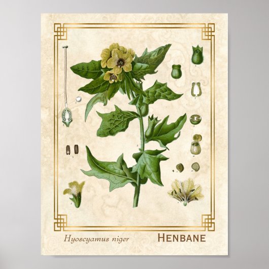 Poster Plante médicinal vintage Henbane Herb Botanique (Devant)