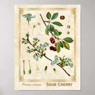 Poster Plante médicinal vintage Red Cherry Botanique