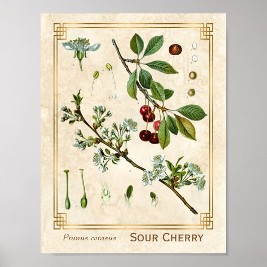Poster Plante médicinal vintage Red Cherry Botanique (Devant)