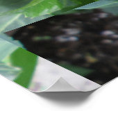 Poster Plante Red Dahlia (Coin)