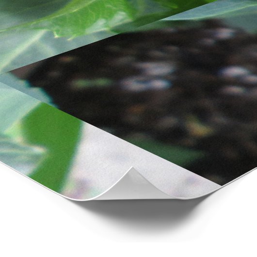 Poster Plante Red Dahlia (Coin)