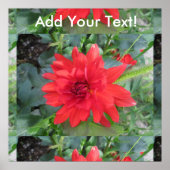Poster Plante Red Dahlia (Devant)