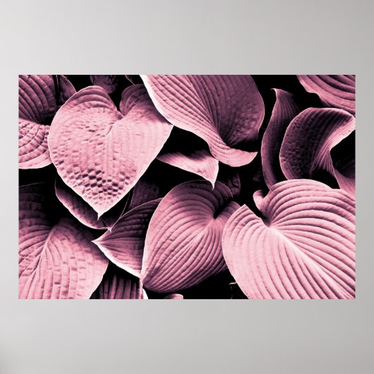 POSTER PLANTE RED LEAFED (Devant)