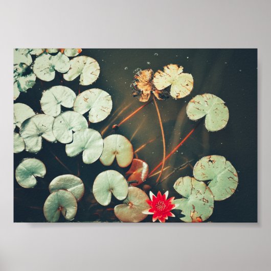 Poster Plante rouge vert brillant de l'eau (Devant)