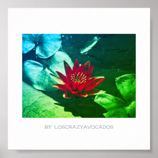 Poster Plante rouge vert brillant de l'eau (Devant)