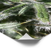 Poster plante sauvage géométrique (Coin)