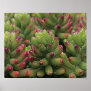 Poster plante Sedum, Musée du désert d'Arizona-Sonora,