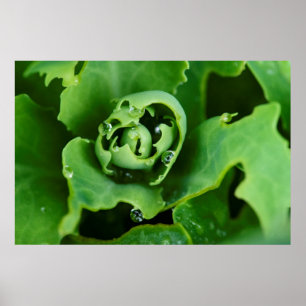 Poster Plante succulente en gros plan avec des gouttelett