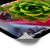 Poster Plante succulente Lipstick Echeveria (Coin)