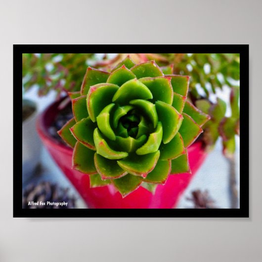 Poster Plante succulente Lipstick Echeveria (Devant)
