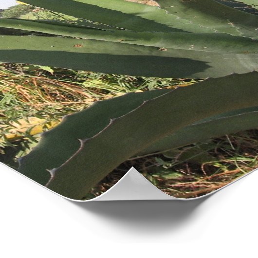 Poster Plante Tequila (Coin)