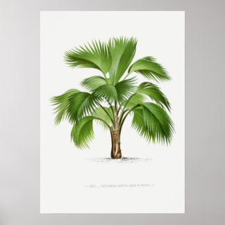 Poster Plante tropical, illustration Plante art vintage ポ