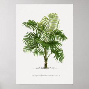 Poster Plante tropical, illustration Plante art vintage ポ