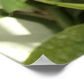 Poster Plante Tropical Pitcher (Coin)