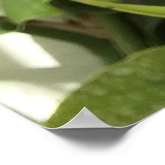 Poster Plante Tropical Pitcher (Coin)