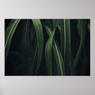 POSTER PLANTE VERT
