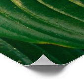 Poster Plante vert (Coin)