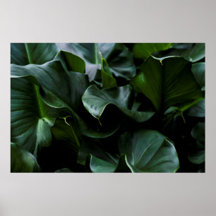 POSTER PLANTE VERT
