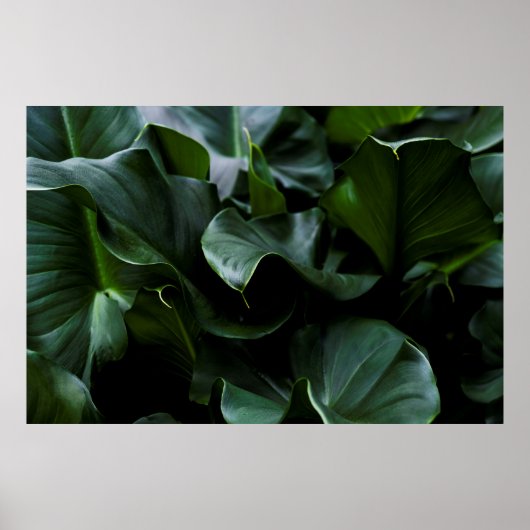 POSTER PLANTE VERT (Devant)
