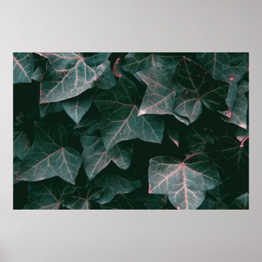 POSTER PLANTE VERT (Devant)