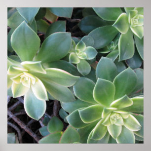 POSTER PLANTE VERT