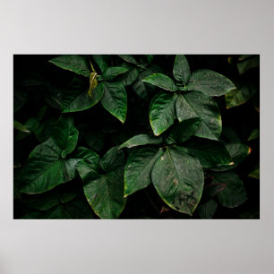 POSTER PLANTE VERT EN PHOTOGRAPHIE CONCENTRÉE