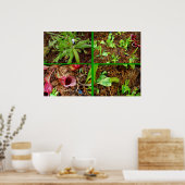 Poster Plantes carnivores (Cuisine)