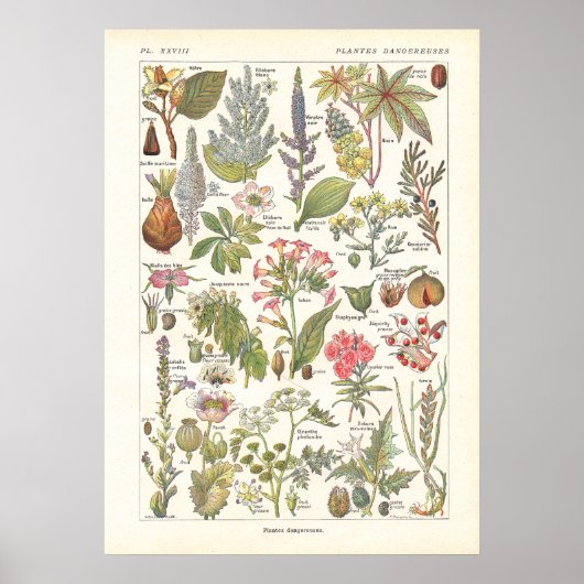 Poster Plantes dangereux mortels Imprimer en français (Devant)