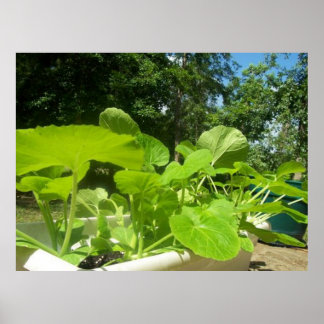 Poster Plantes de courgettes dans le jardin de porche ava