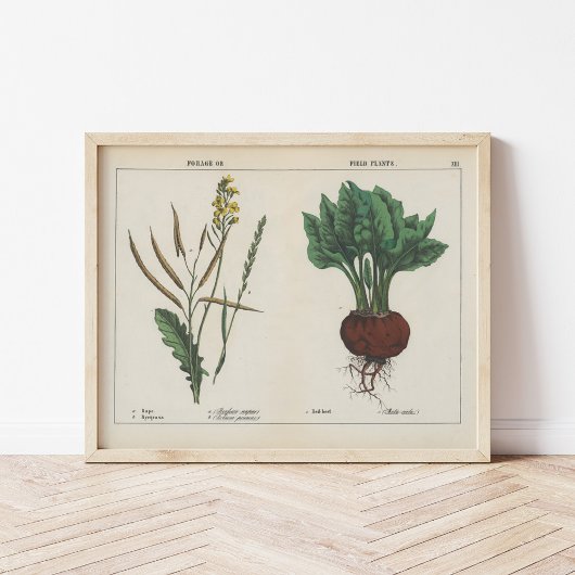 Poster Plantes de fourrage ou de terrain | Charlotte Mary