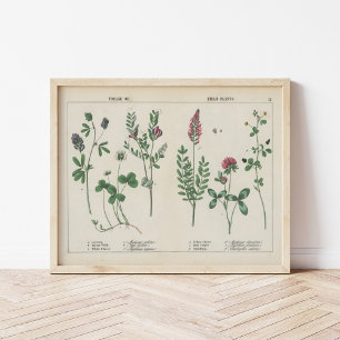 Poster Plantes de fourrage ou de terrain Charlotte Mary