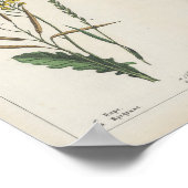 Poster Plantes de fourrage ou de terrain | Charlotte Mary (Coin)