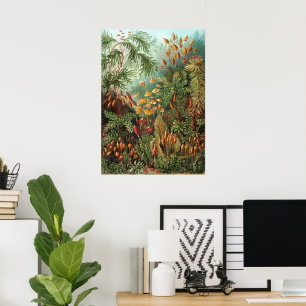 Poster Plantes de mousse vintage par Ernst Haeckel, Musci
