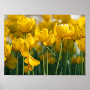 Poster Plantes de tulipe jaune
